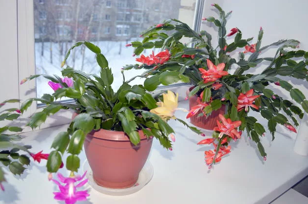 За окном зима, а на подоконнике цветет декабрист!
