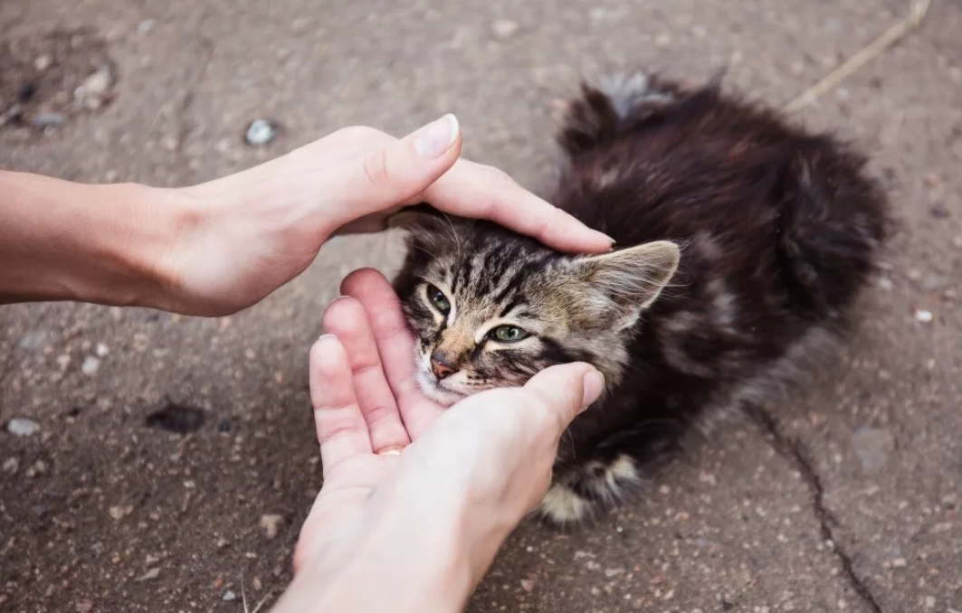 Котята на улице