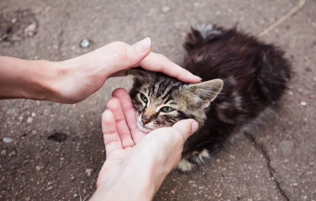 Добрые руки животные. Бездомные котята. Бездомный кот. Бездомный котенок на улице. Подобрала котенка на улице.