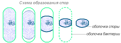 Спорообразование у бактерий | Записки Александра | Дзен