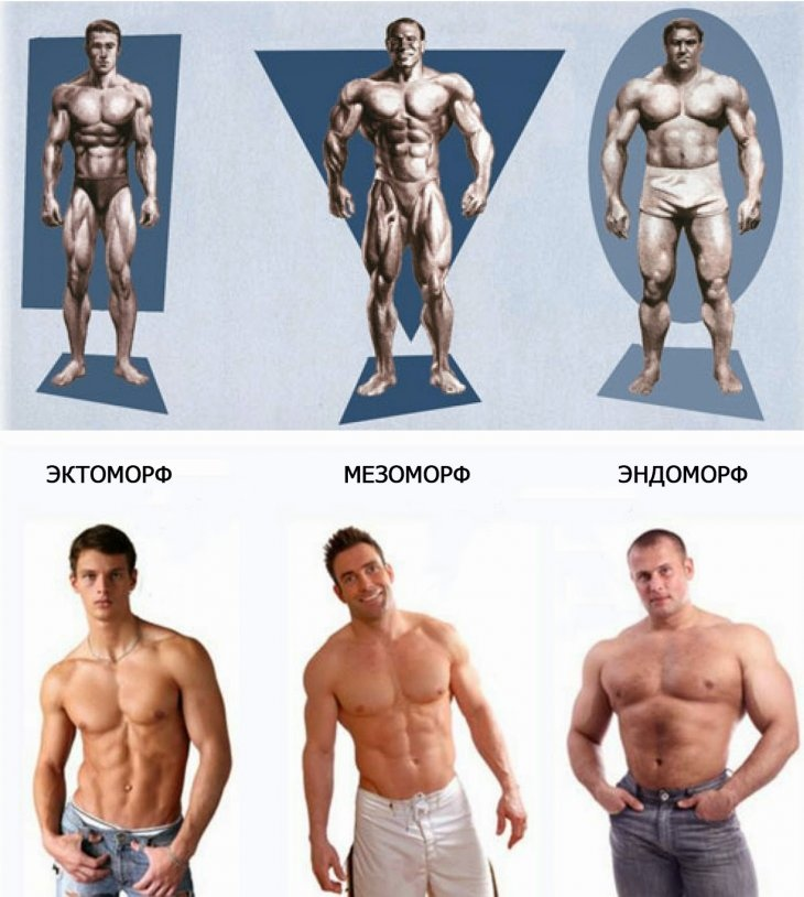 Виды людей. Типы тела эктоморф мезоморф эндоморф. Типы телосложения у мужчин эктоморф. Типы фигуры мезоморф эктоморф. Смешанный Тип телосложения эктоморф-мезоморф.