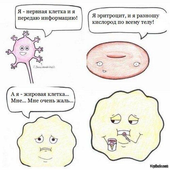 Картинки нервные клетки не восстанавливаются