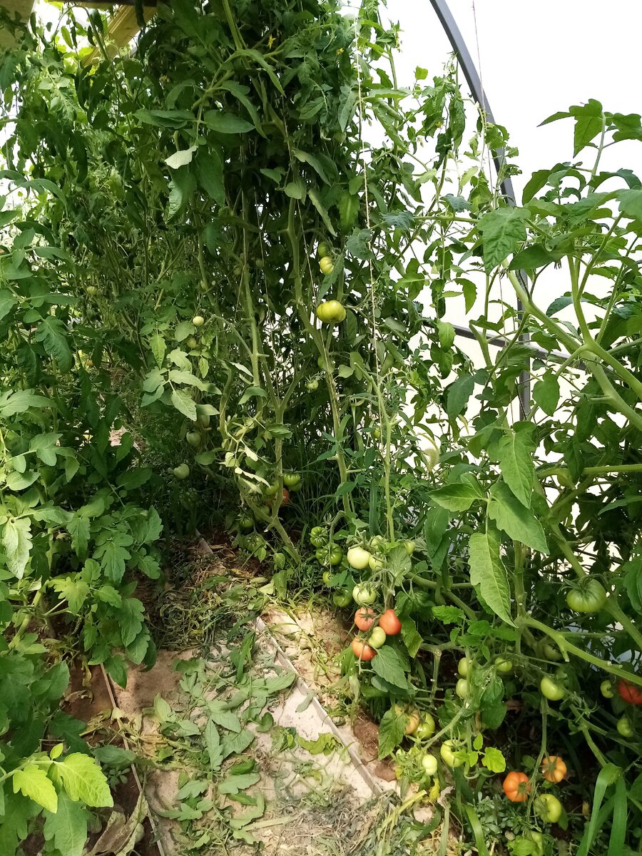 внутри моей теплицы. обрываю пасынки у помидор.