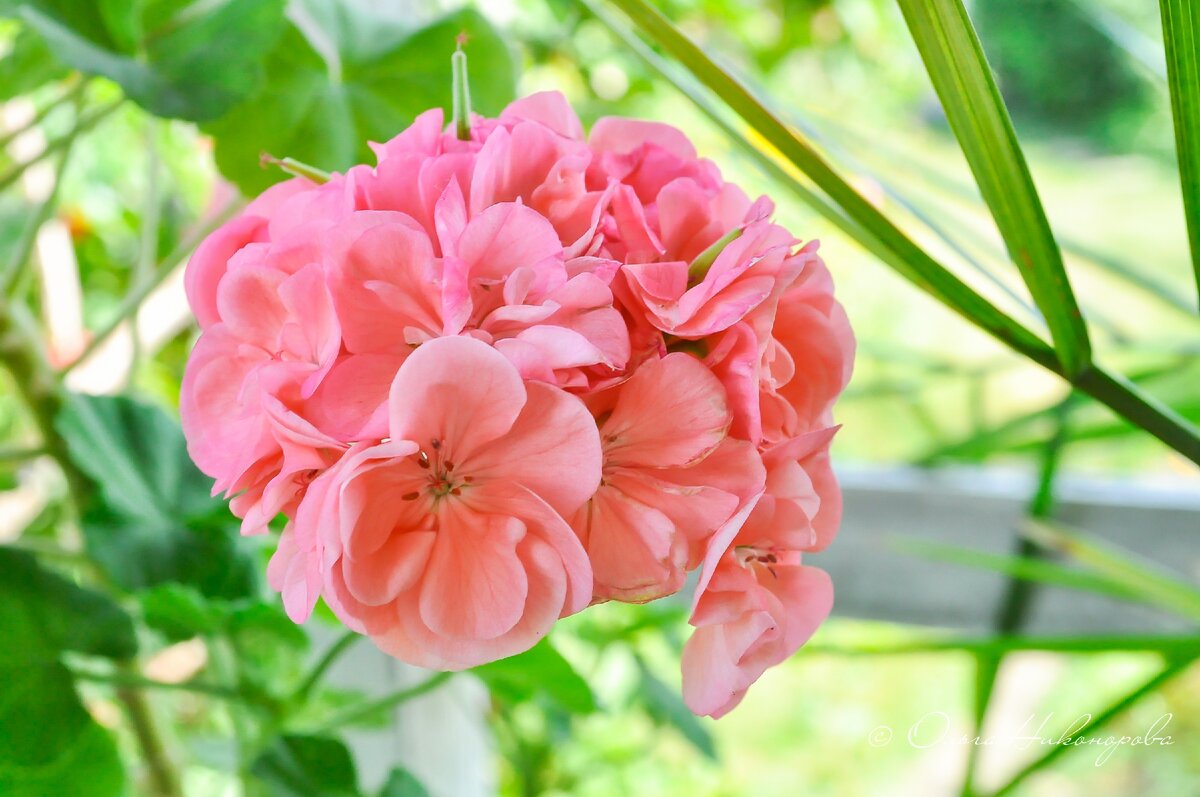 Пеларгония - способна вылечить многие недуги