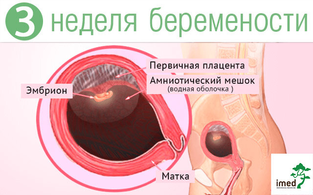 Третья неделя беременности