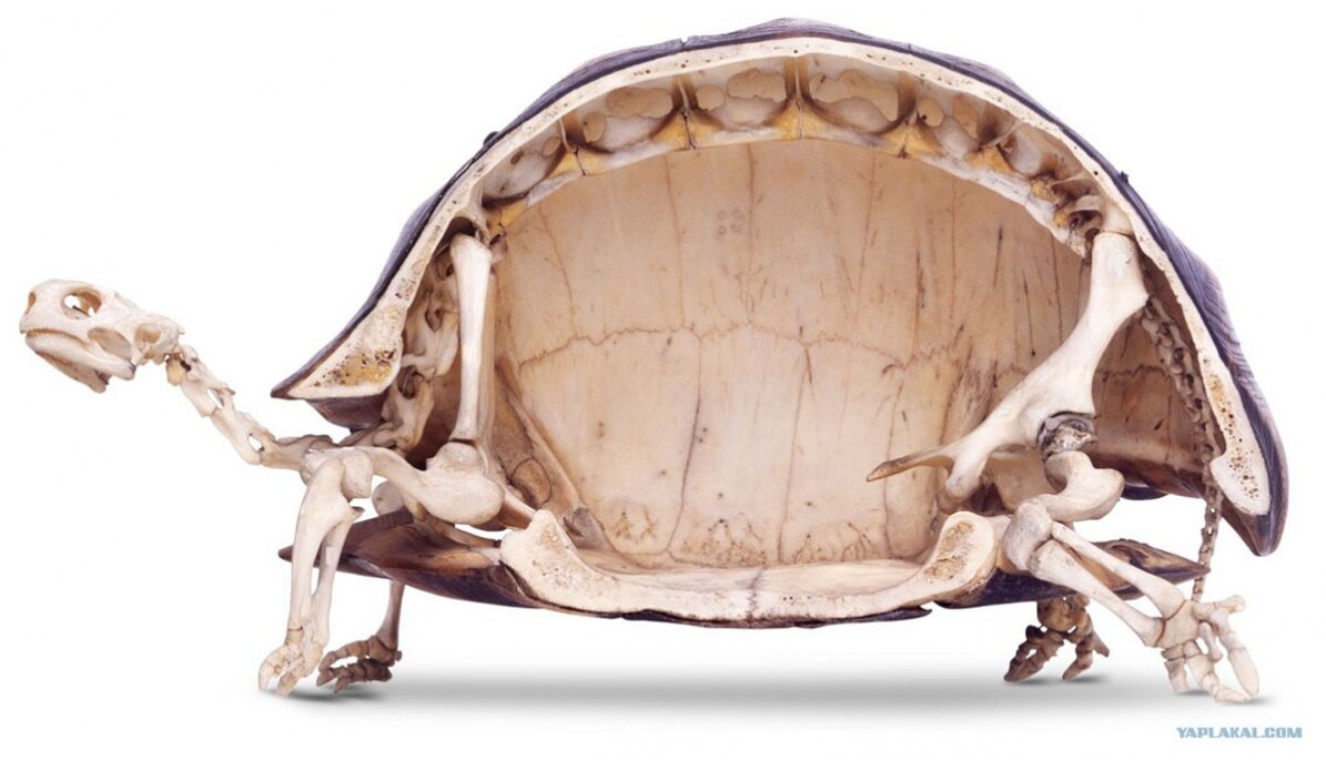 Черепаха карбонемис: панцирь, который вместит человека