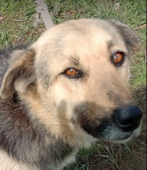 Лада понимающая и немного не послушная.