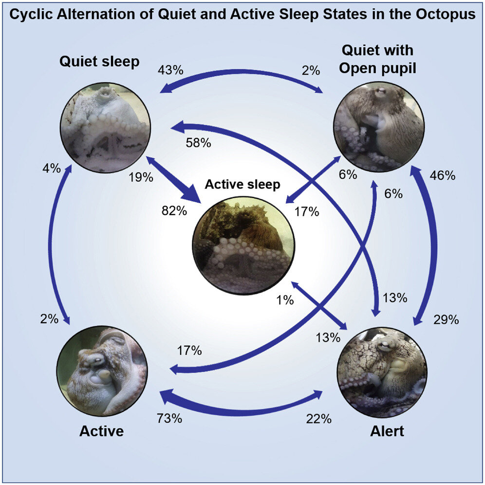 По данным нового исследования , опубликованного  в  iScience , сон осьминогов очень похож по структуре на сон позвоночных животных и состоит из циклического чередования быстрой и медленной фаз.