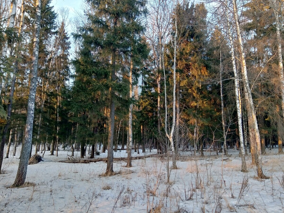 Фото автора. Лесная опушка...