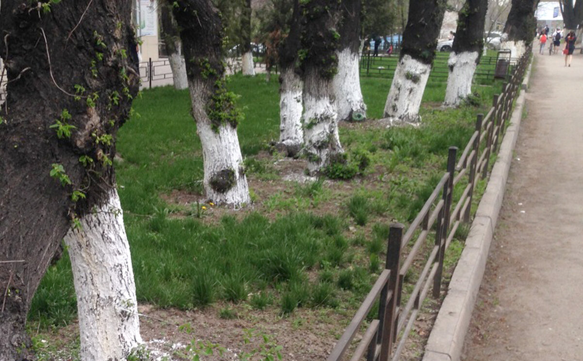 И вдоль улиц, и в парках, и даже в огородах и садах все деревья белоствольные по весне стоят. Красиво смотрится.  Ради одной красоты  и традиций ради, стоит уже деревья белить. Фотография взята с сайта - https://clck.ru/UMEBc