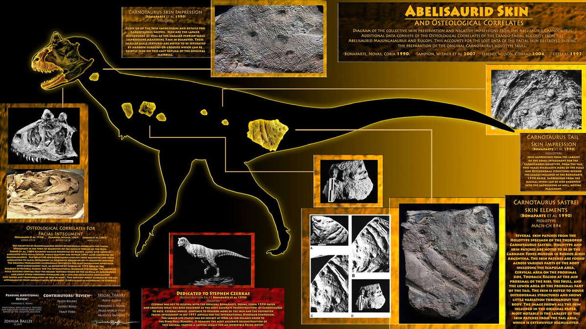 Обнаруженные части кожного покрова. 
