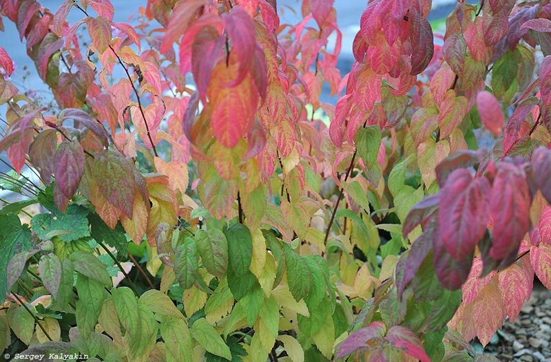 Спирея японская Macrophylla