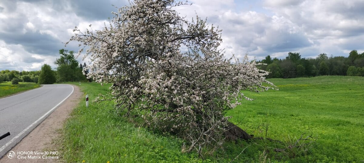 Яблоня в цвету. 