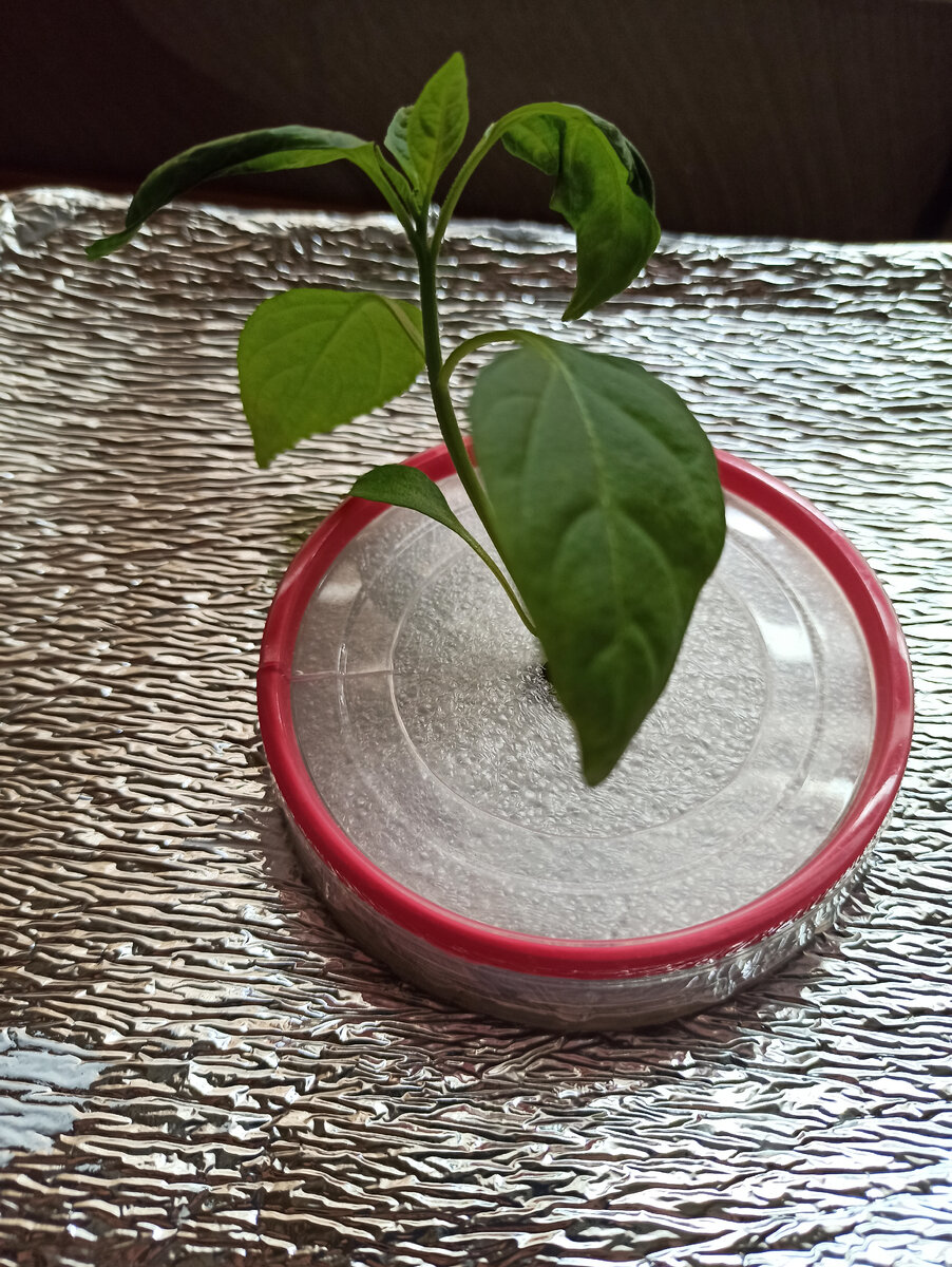 Вторые сутки - полет нормальный!