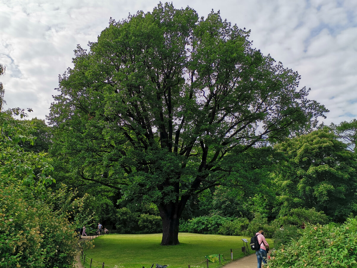 Тот самый дуб, глядя на которой у меня в голове рождались мысли о миге нашего пребывания на этой планете. 