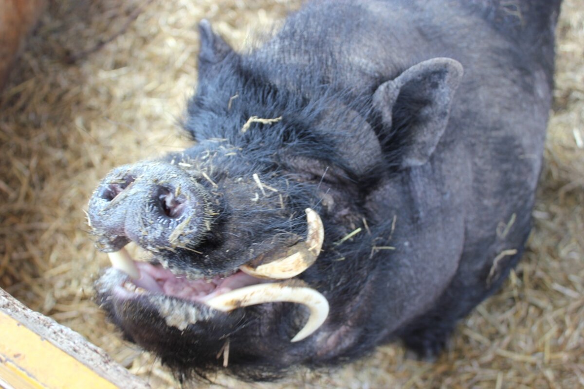 За фото благодарю контактный зоопарк "Страусиная ферма" в Кумысном Челябинской области.
