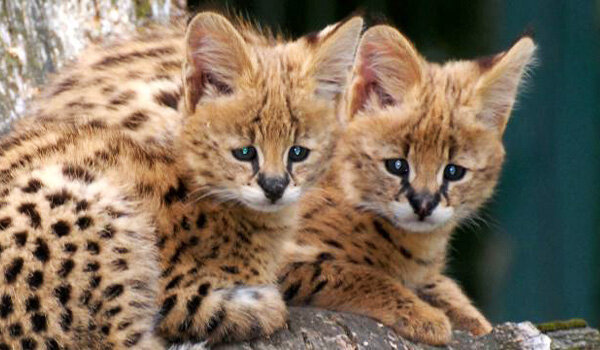 Цена, дорогие и редкие кошки