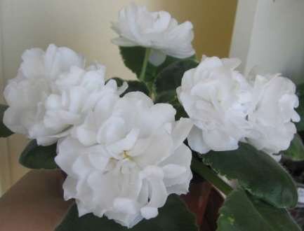 Фиалка РС-Белый жемчуг особенности и характеристика сорта правила выращивания и ухода отзывы