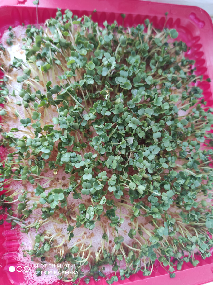 Рукола