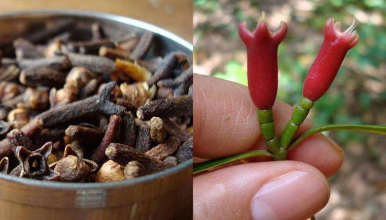 Пряный бутон. Гвоздичное дерево Сизигиум. Гвоздика Сизигиум. Гвоздика бутоны гвоздичного дерева. Гвоздика съедобная