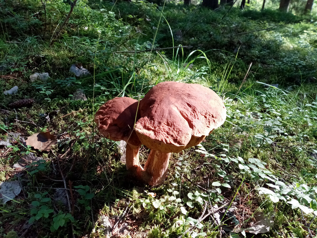 Двойной белый гриб, авторское фото