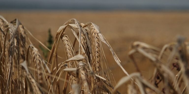 Фото: pixabay / hoffmann-tipsntrips