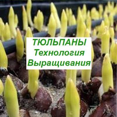технология выращивания тюльпанов