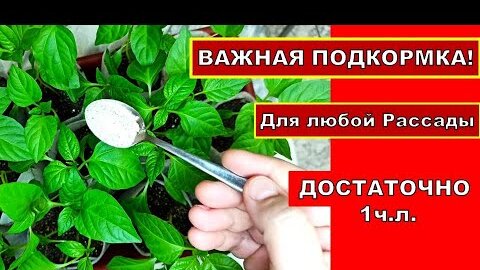 ВСЕ ОБ ЭТОМ ЗНАЮТ, НО МАЛО КТО ДЕЛАЕТ! ПЕРВАЯ ВАЖНАЯ ПОДКОРМКА РАССАДЫ ТОМАТОВ, ПЕРЦЕВ, БАКЛАЖАН