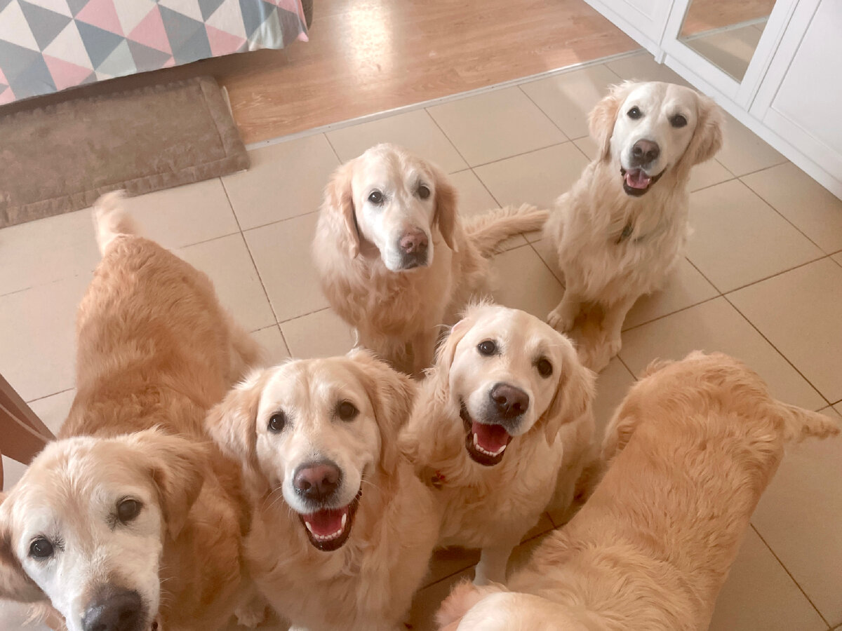 На фото наши пёсики в ожидании завтрака.