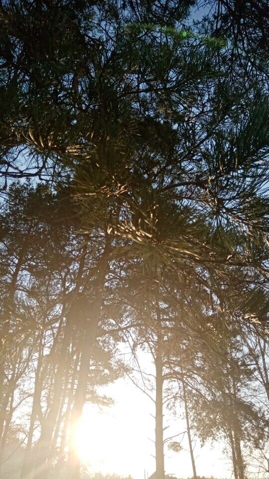 Природа Полесья, светит ярко солнышко. 