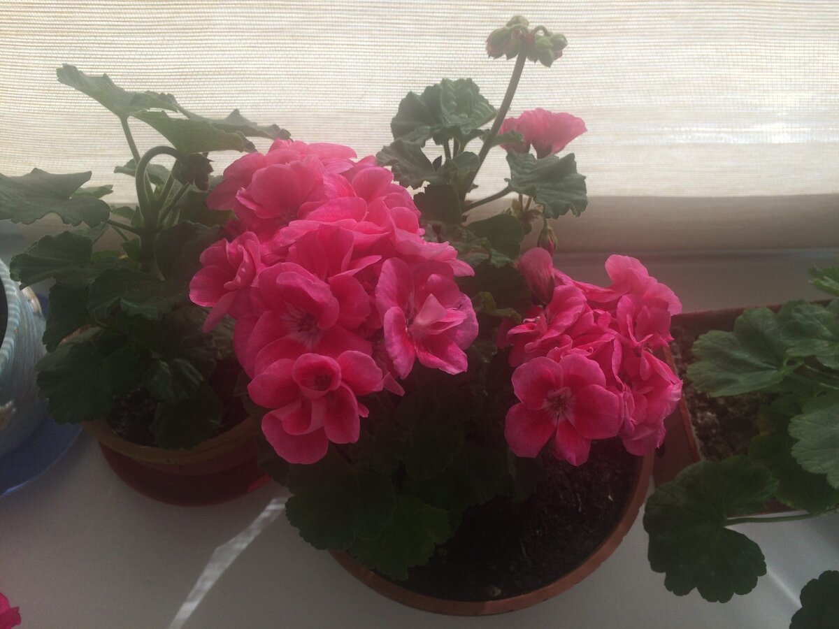 А это пеларгония, моя домашняя любимица