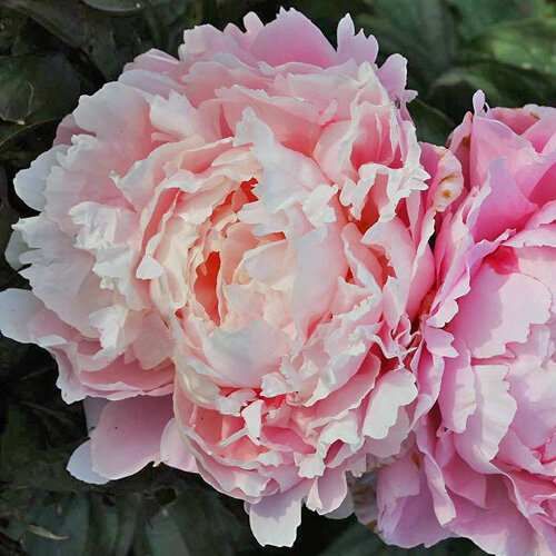 Katharine Havemeyer ( Thurlow ) , фото с сайта APS