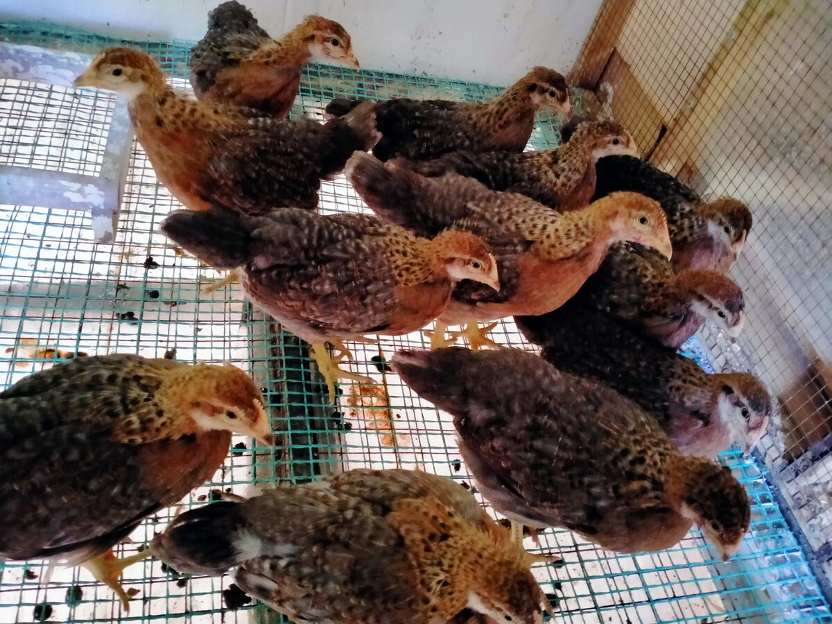 Молодые куры