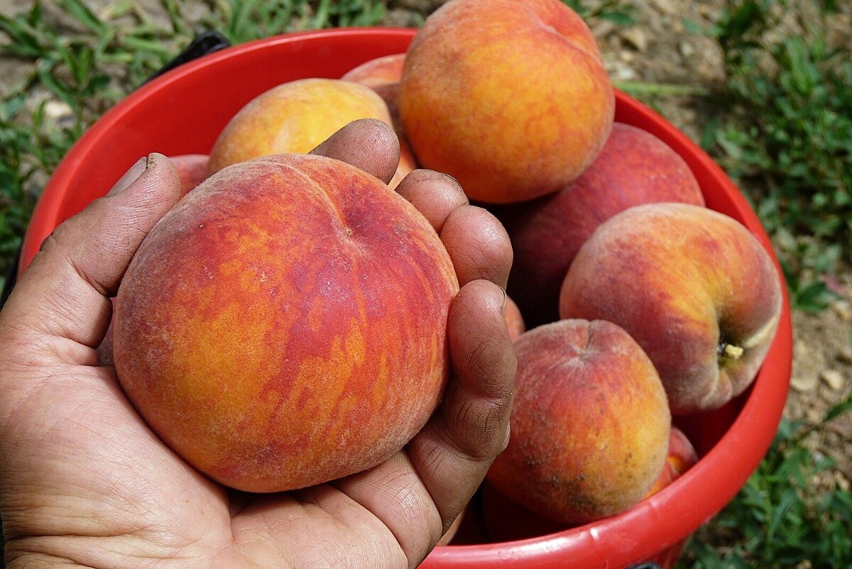 Если вам нужны крупные красивые персики, то нужно потрудиться.