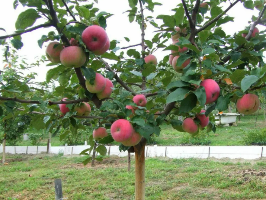 Фотография взята из источника otido.kz