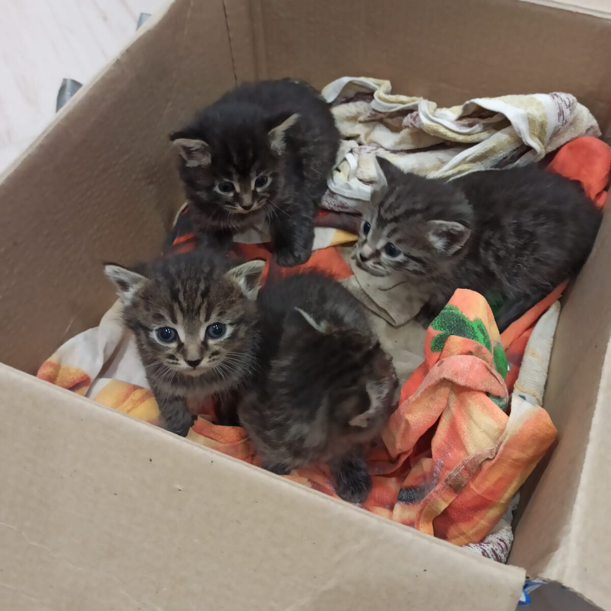 В Нефтекамска,  городе, который по праву носит статус "филиал ада на Земле для питомцев", котобум...😖