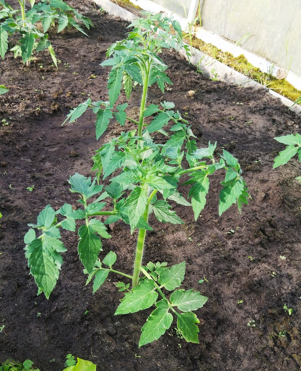 Фото автора, томаты в теплице, конец мая 2021 года