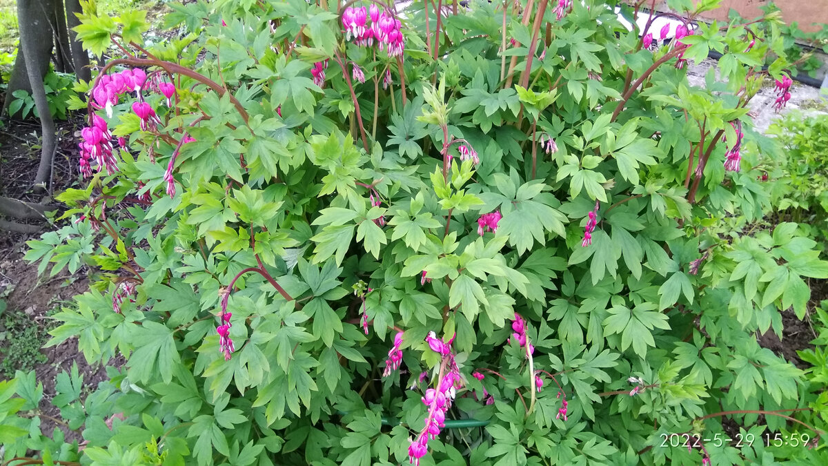 Правда ведь, красиво? 29 мая)