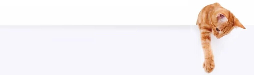 Тыц сюда говорит кот!