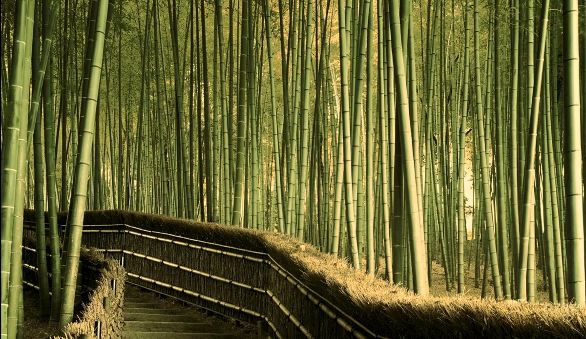 Лощина черного бамбука в Китае, путешествие, отдых