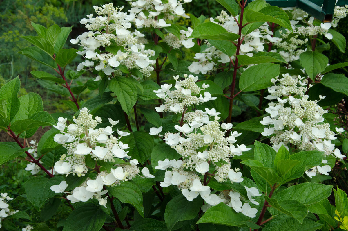 Вимс Ред зацвела