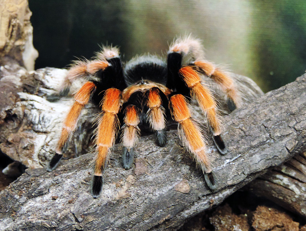 паук птицеед