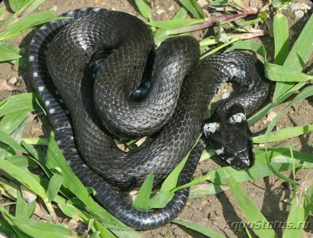 Ужеобразные змеи. Колхидский уж. Колхидский полоз. Natrix megalocephala. Колхидский большеголовый уж.