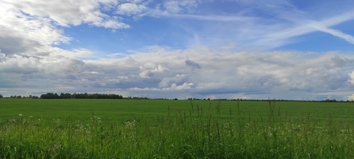 Поле недалеко от пустыни, июнь 2022 года