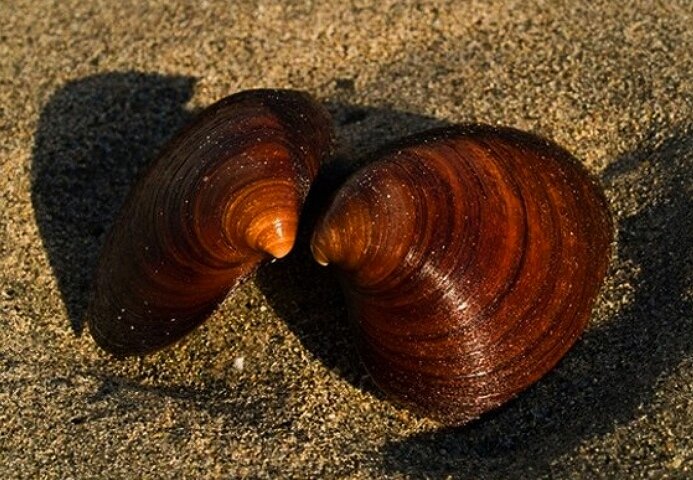 Океанический венус 