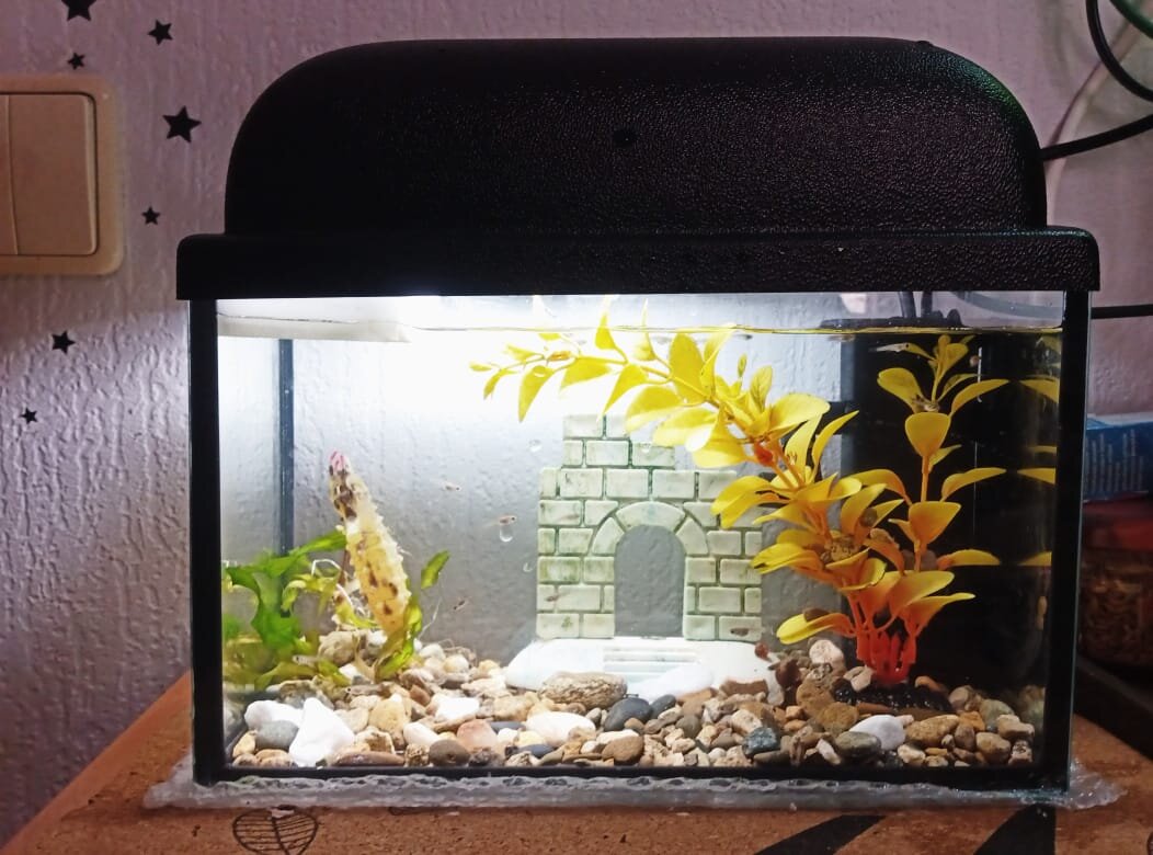 Это аквариум для молодняка Оксаны П. Фото Оксаны П.