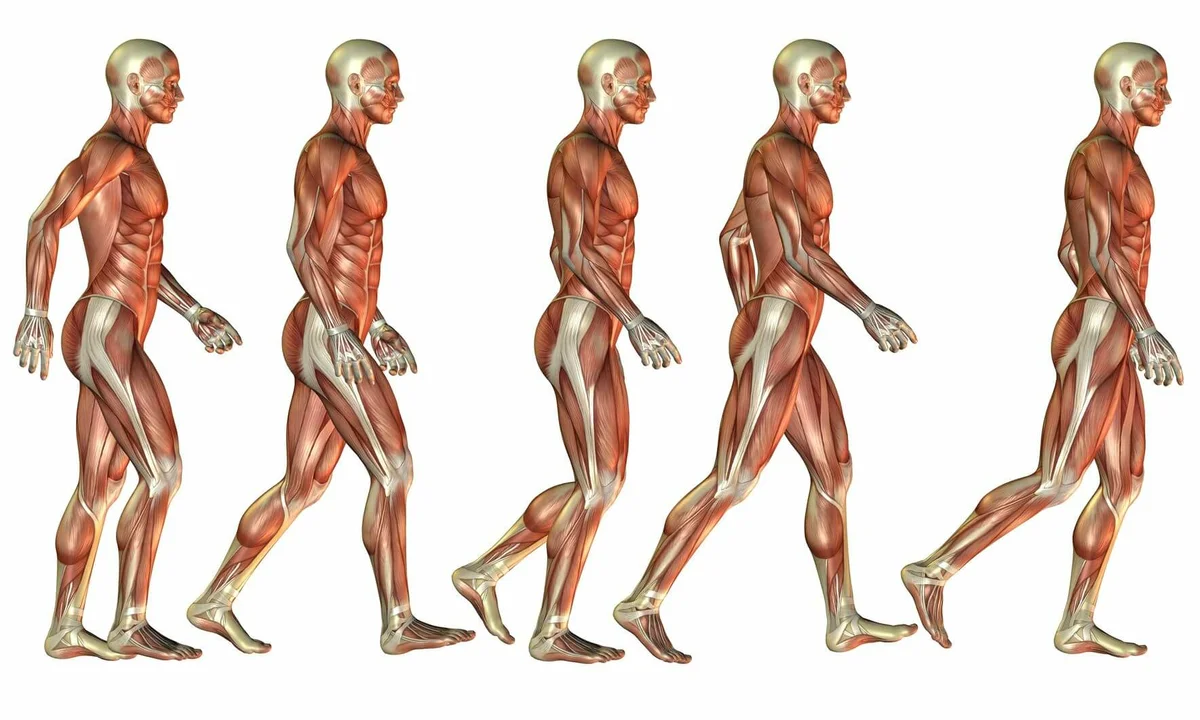 Биомеханика ходьбы. Ходьба мышцы. Анатомия ходьбы. Анатомия ходьбы человека. Мышцы задействованные при ходьбе.