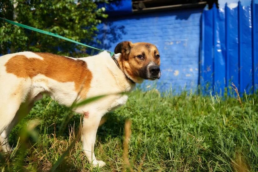 Стеснительный парень 