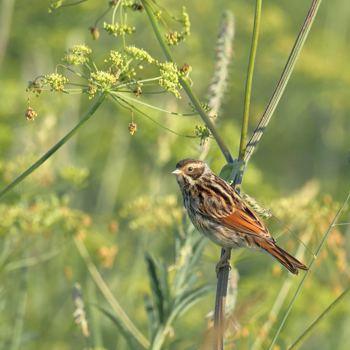 ОВСЯНКА ОБЫКНОВЕННАЯ (Emberiza citrinella)