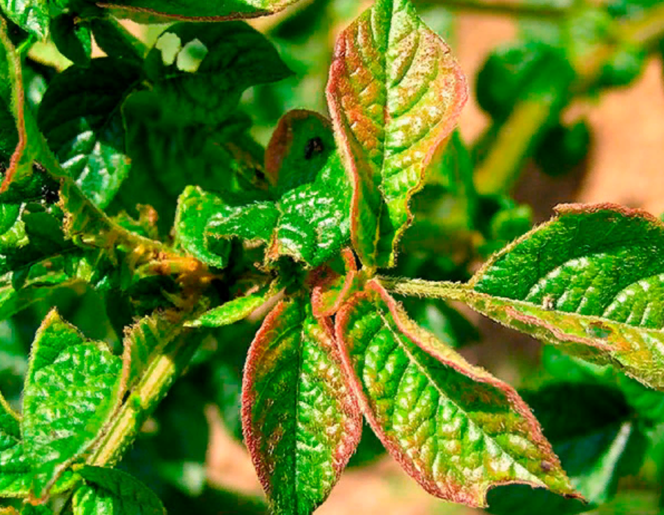 Первые признаки дефицита кальция (Ca) проявляются на листьях растений (источник фото: kolivanovo.ru)